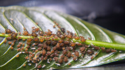 A colony of aphids feeding on coffee leaf nutrients, assisted by ants in a unique symbiotic relationship in agricultural ecosystems.
