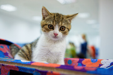 Scottish straight smooth-haired kitten of Tabby Harlequin color.
