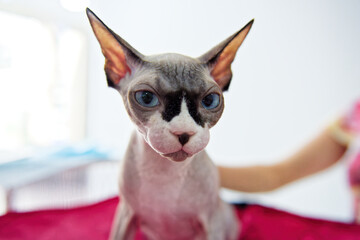 A Canadian sphinx with blue eyes.
