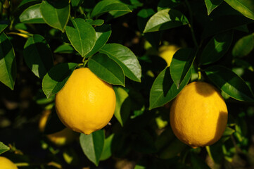 Two ripe yellow lemons hang among the dense foliage on a branch of a lemon tree.