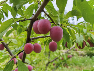 Ripe plums on trees in the summer garden