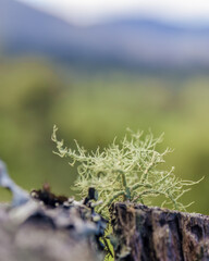Fruticose lichen growing on top of a wooden post, in the barbed wire fence of a farm in the eastern...