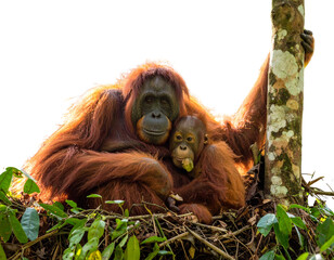 Obraz premium Mother Sumatran Orangutan Holding Baby in Tree Nest, Deep Jungle Environment