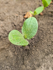 A young pumpkin seedling shone in the rays of the sun.