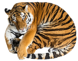 Fototapeta premium Sleeping Tiger Curled with Tail Wrapped, Top View, Transparent Background PNG