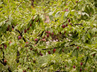 Ripe plums on trees in the summer garden