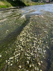 Kwiaty wodnej trawy, rzeka Poprad Muszyna lato 2025 © Maciej G. Szling