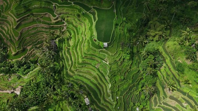 Aerial drone view flying over vibrant green rice fields in Ubud, Bali. The cinematic top-down shot captures the stunning natural textures, lush tropical landscape
