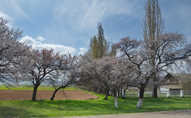 Kyrgyzstan. View of blooming apricot trees in mountain valleys along Bishkek- Lake Issyk-Kul highway.