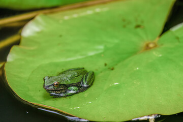 A green dotted treefrog on a water lily leaf in a sunny morning, in the pond of a farm in the eastern Andean mountains of central Colombia, near the Iguaque natural reserve.