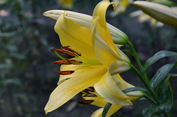 Hemerocallis 'Big Time Happy' yellow flowering lily plant. . Closeup photo outdoors, side view....
