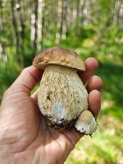A person holds a large, fresh mushroom in one hand, with a smaller mushroom nearby. Lush green...