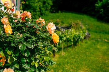 View of blooming orange roses against the backdrop of rows of vineyards. Backyard decor with flowers