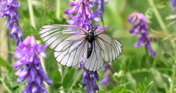 Mating of butterflies. Butterfly Aporia crataegi, the black-veined white, is a large butterfly of the family Pieridae.
