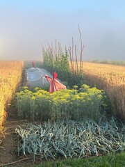 Polska wieś strach na wróble © Maciej G. Szling