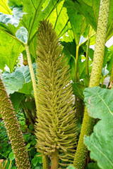 Close-up of Gunnera manicata flower spike and large green leaves