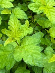 Żywy zielony kolor krzak Polska wieś 