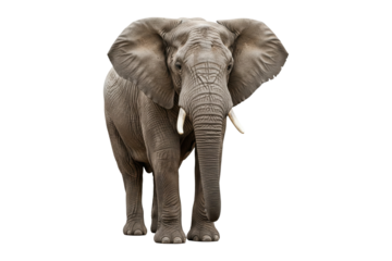 Majestic African elephant standing and looking forward