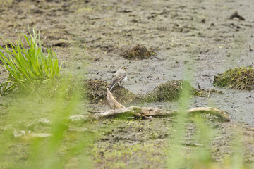 young wagtail in a swamp, young wagtail on mud on the bank, gray wagtail surrounded by reeds in the swamp, Motacilla alba, almost dried up lake