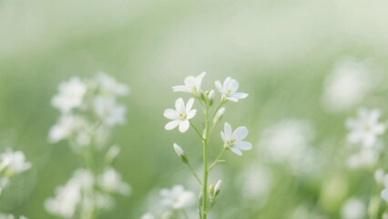 Fototapeta premium Delicate White Spring Flowers Against Soft Green Background