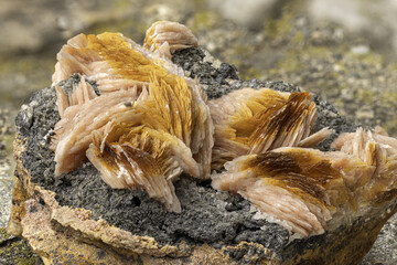 amellar barite crystals in vibrant orange hues growing on a dark mineral matrix. Detailed texture and color contrast make it perfect for geology, science, and macro mineral photography