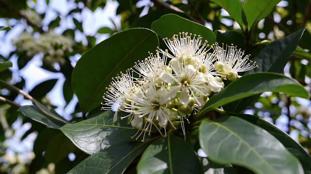 lush flowering clusters of syzygium cumini commonly known as jamun or java plum decorate a tropical tree&rsquo;s branches capturing botanical beauty perfect for horticultural documentaries tropical