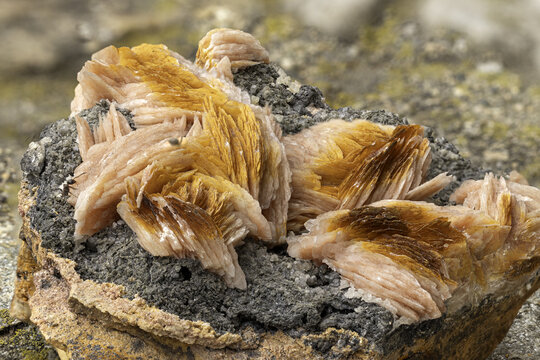 amellar barite crystals in vibrant orange hues growing on a dark mineral matrix. Detailed texture and color contrast make it perfect for geology, science, and macro mineral photography