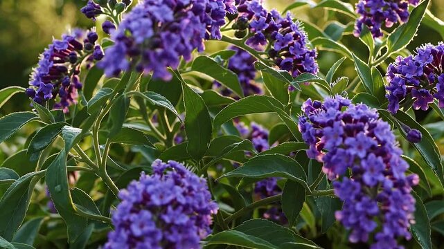 raindrops sparkle on vibrant purple buddleja flowers swaying gently as morning sunlight filters through green leaves offering a refreshing natural scene ideal for summer botanical content tranquil