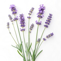 Naklejka premium A top view of several sprigs of lavender with green stems on a white background in a studio shot