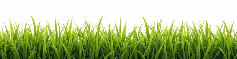 Lush green grass with vibrant blades swaying gently in breeze, creating serene and natural atmosphere