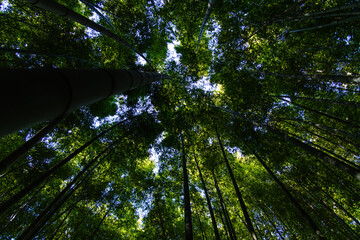 low angle view of the bamboo trees in the forest