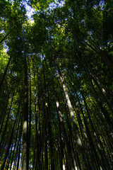 view of the bamboo trees in the forest
