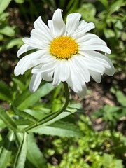 Polne białe kwiaty, Polska wieś  © Maciej G. Szling