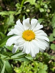 Polne białe kwiaty, Polska wieś  © Maciej G. Szling