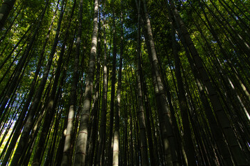 view of the bamboo trees in the forest