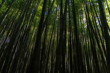 view of the bamboo trees in the forest