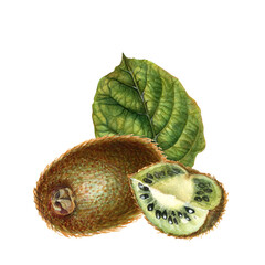 Kiwi with brown skin, cut quarter of kiwi fruit with green flesh, seeds and green leaves. Watercolor drawn botanical clipart of ripe kiwi for interior decoration, labels of jams, drinks, food, dessert