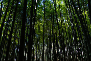 view of the bamboo trees in the forest