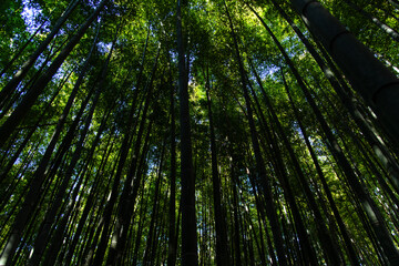 view of the bamboo trees in the forest