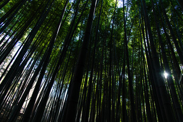 Fototapeta premium view of the bamboo trees in the forest