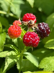 Dojrzewające owoce jeżyny polnej 