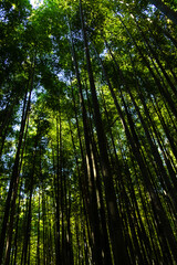 Obraz premium view of the bamboo trees in the forest