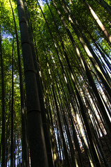 view of the bamboo trees in the forest