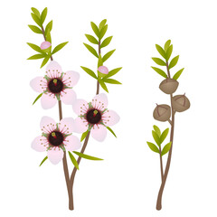 Branches with flowers and manuka fruits on white background..eps