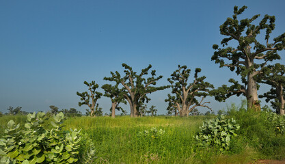 West Africa. Senegal. A picturesque panorama with lonely huge baobabs on a peanut field in the rays...