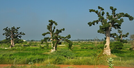 Fototapeta premium West Africa. Senegal. A picturesque panorama with lonely huge baobabs on a peanut field in the rays of the setting sun.