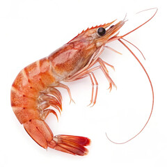 crayfish on white background