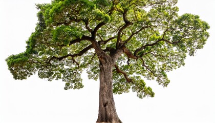 Obraz premium a large tree trunk with branches and leaves isolated on a white background background removed