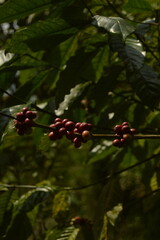 landscape background of fresh coffee beans from the tree