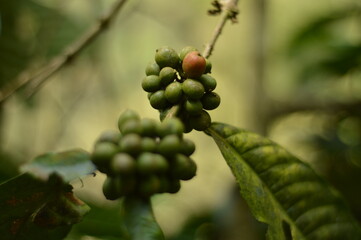 background of fresh green coffee beans from the tree